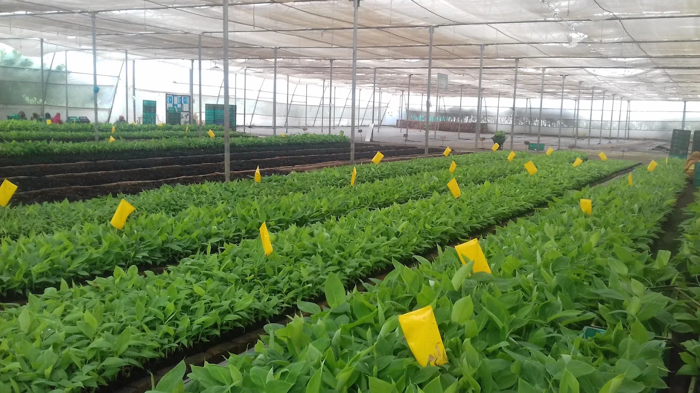 Tirupati Green World Nursery plant farm in Barwaha, Khargone